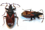 Oxycarenus lavaterae