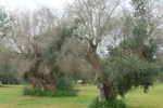 absterbende Olivenbäume
