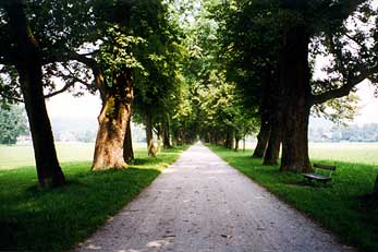 Allee in Salzburg