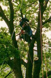 F&auml;uleuntersuchungen mit Baumsteiger