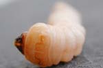 Anoplophora-Larve