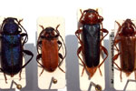Blauer, Roter, Veränderlicher Scheibenbock