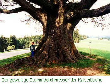 Der Stamm der Kaiserbuche