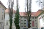 Pyramidenpappeln